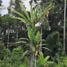 Giant Highland Banana - Seeds