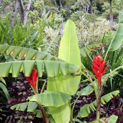 Scarlet banana - Seeds