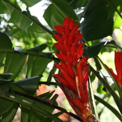 Scarlet banana - Seeds