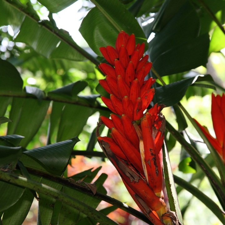 Scarlet banana - Seeds