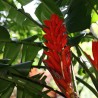 Scarlet banana - Seeds