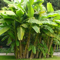 Wild banana - Seeds