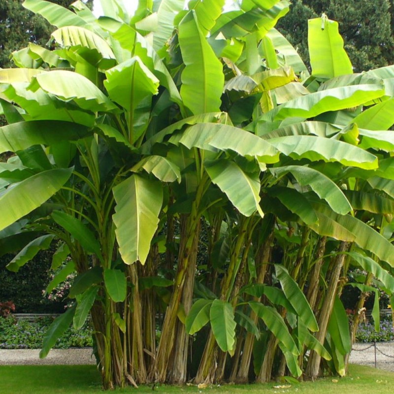 Wild banana - Seeds