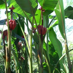 Wild banana - Seeds