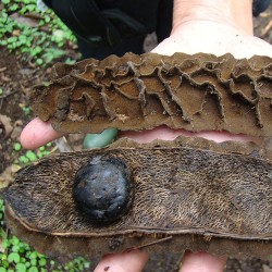 Red hamburger bean - Seeds