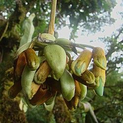 Red hamburger bean - Seeds