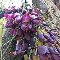 Velvet bean - Seeds