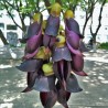 Velvet bean - Seeds