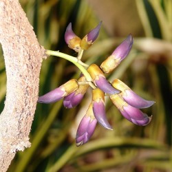 Black jade vine - Seeds
