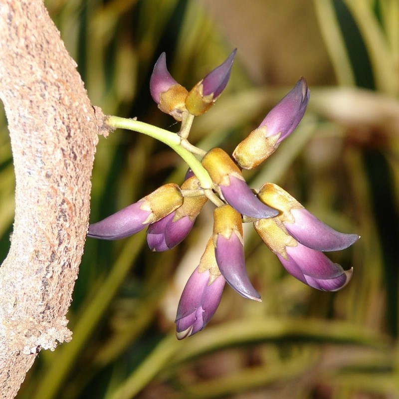 Black jade vine - Seeds