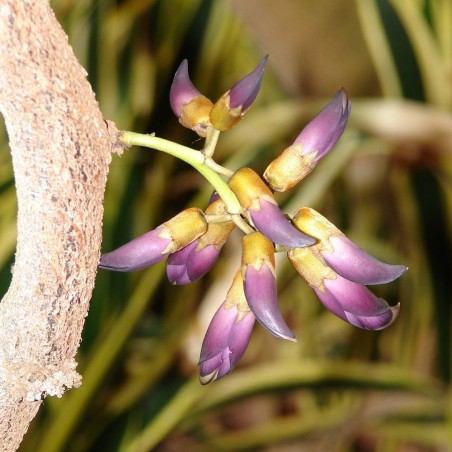 Black jade vine - Seeds