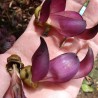 Black jade vine - Seeds