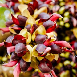 Saba ling - Seeds