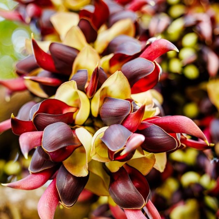 Saba ling - Seeds