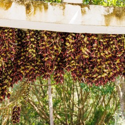 Saba ling - Seeds