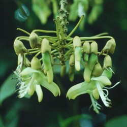Mucuna holtonii - Seeds