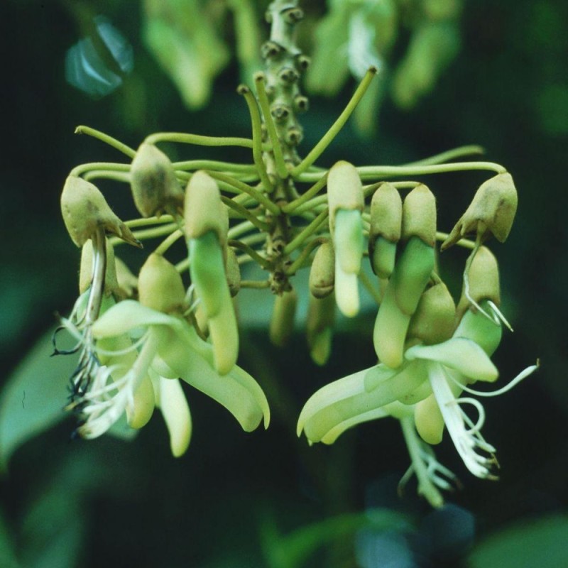 Mucuna holtonii - Seeds