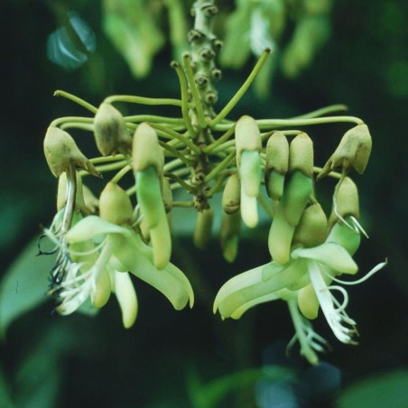 Mucuna holtonii - Seeds