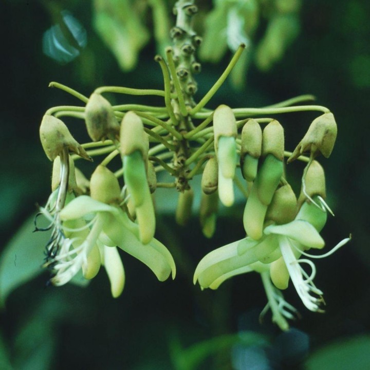 Mucuna holtonii - Seeds