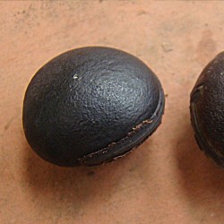 Mucuna holtonii - Seeds