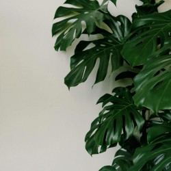 Cheese plant - Seeds