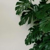 Cheese plant - Seeds