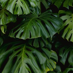 Cheese plant - Seeds