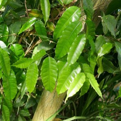 African nutmeg - Seeds
