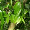 African nutmeg - Seeds