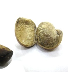 African nutmeg - Seeds