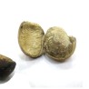 African nutmeg - Seeds