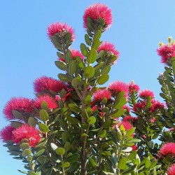 New Zealand Christmas tree - Seeds