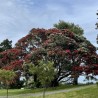 New Zealand Christmas tree - Seeds