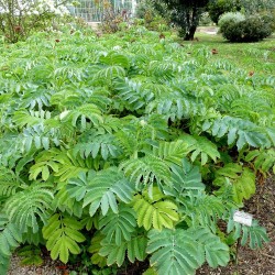 Giant honey flower - Seeds