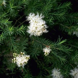 Australian tea tree - Seeds