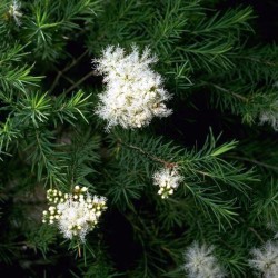 Australian tea tree - Seeds