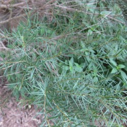 Australian tea tree - Seeds