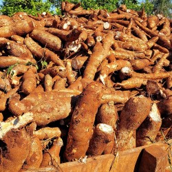 Cassava - Seeds