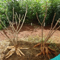 Cassava - Seeds