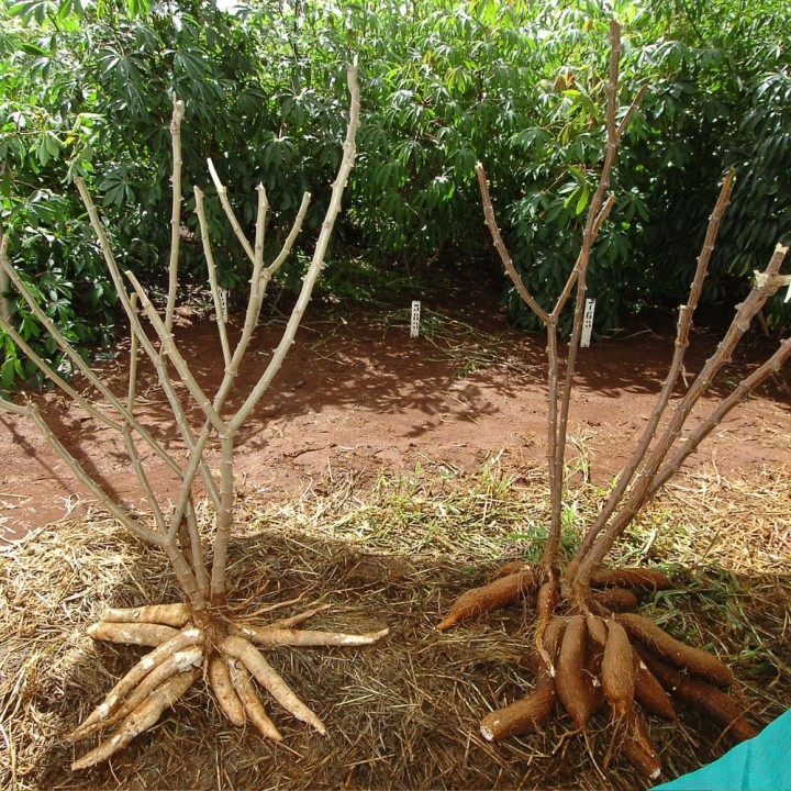Cassava - Seeds