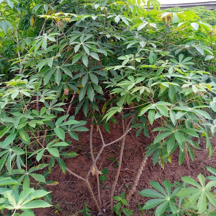 Cassava - Seeds