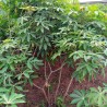 Cassava - Seeds