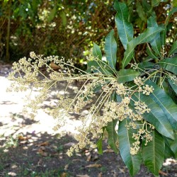 Sri Lankan mango - Seeds