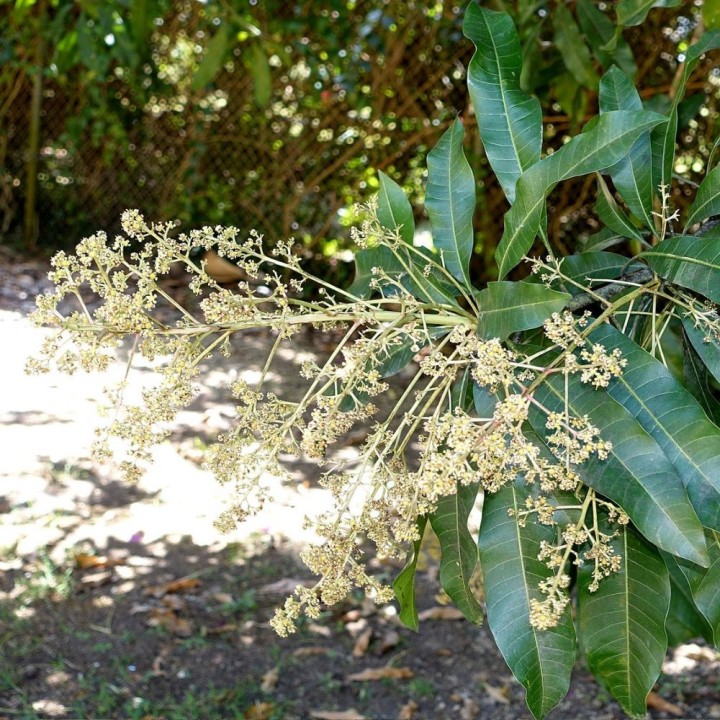 Sri Lankan mango - Seeds