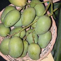 Sri Lankan mango - Seeds