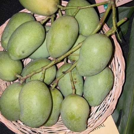 Sri Lankan mango - Seeds