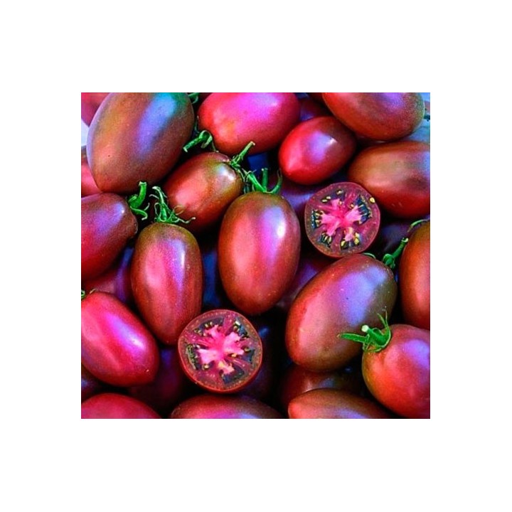 Tomate Púrpura Ucraniano - Sobre 25 semillas