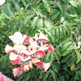 Black pearl tree - Seeds