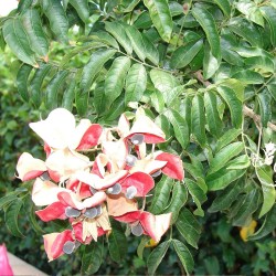 Black pearl tree - Seeds