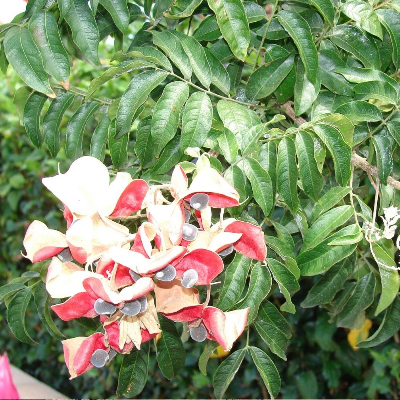 Black pearl tree - Seeds
